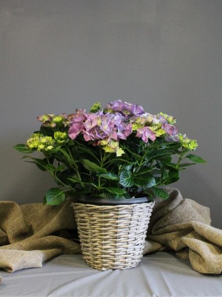 Terassihortensia